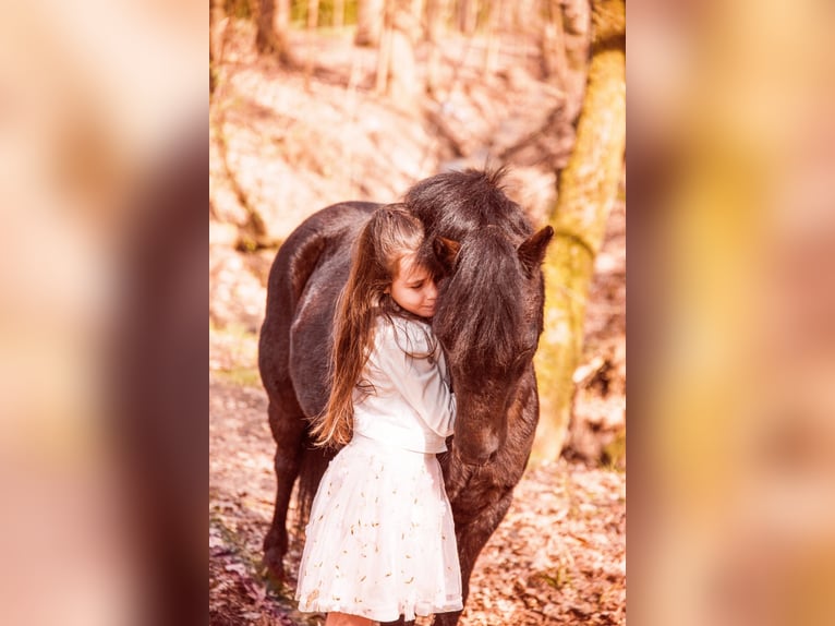 Belgische Rijpony Mix Merrie 11 Jaar 120 cm Zwart in Dessel