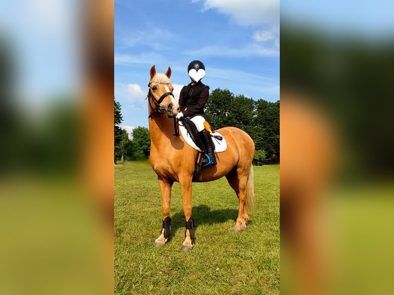 Belgische Rijpony Merrie 11 Jaar 142 cm Palomino in Liebenau