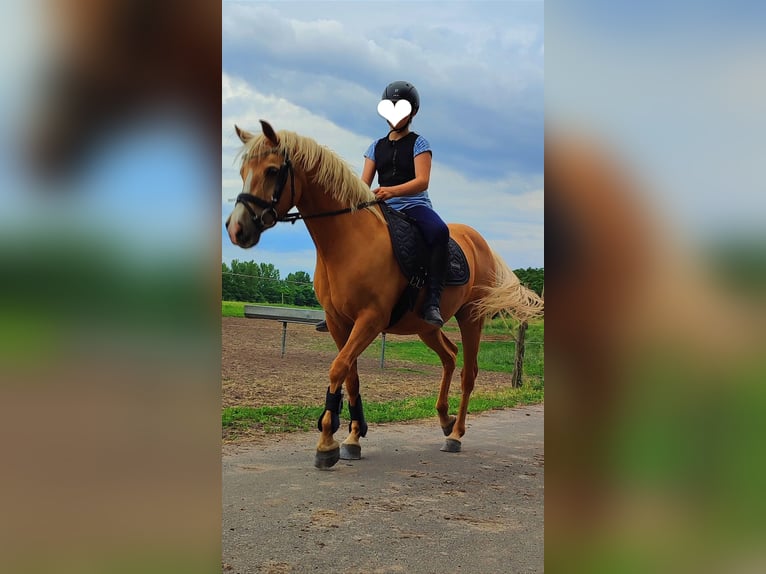 Belgische Rijpony Merrie 11 Jaar 142 cm Palomino in Liebenau