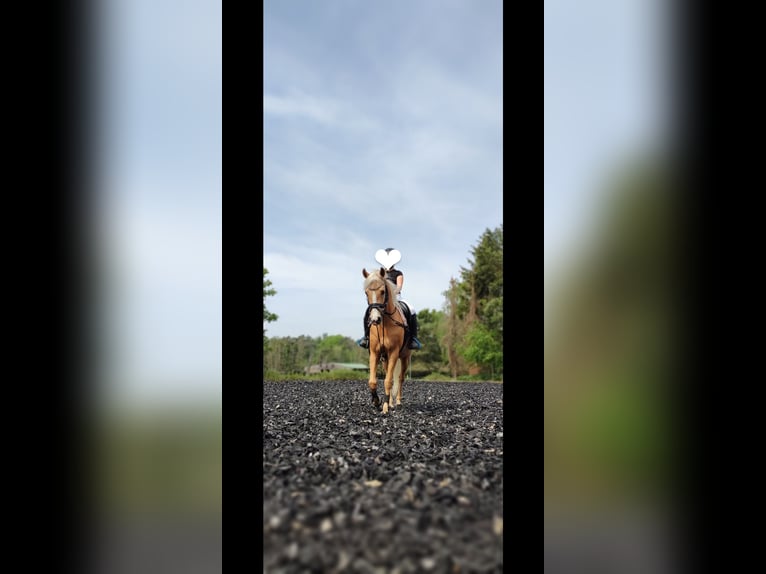 Belgische Rijpony Merrie 11 Jaar 142 cm Palomino in Liebenau