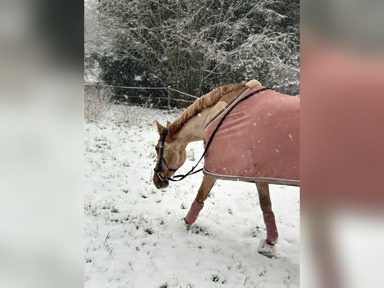 Belgische Rijpony Mix Merrie 11 Jaar 143 cm Roodvos in Mettmann