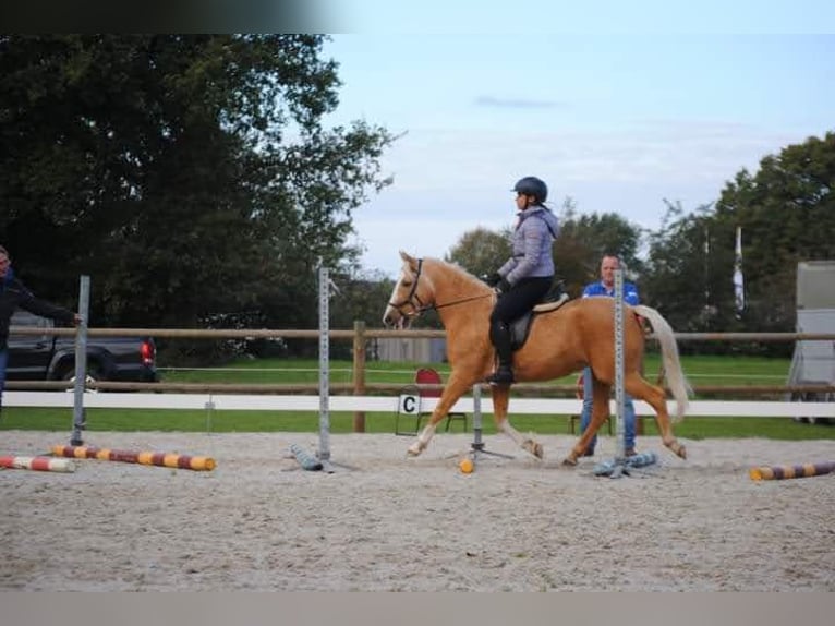 Belgische Rijpony Merrie 11 Jaar 144 cm Palomino in Annen
