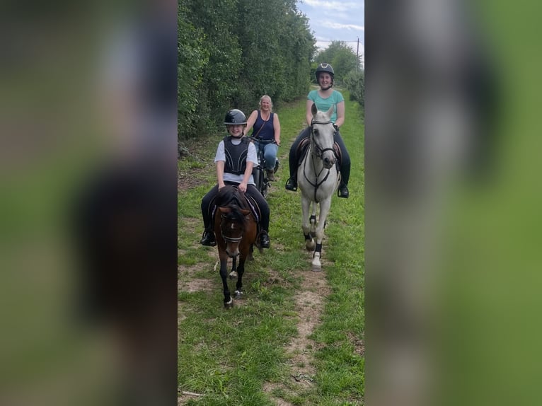 Belgische Rijpony Merrie 12 Jaar 116 cm  in GROTE-BROGEL