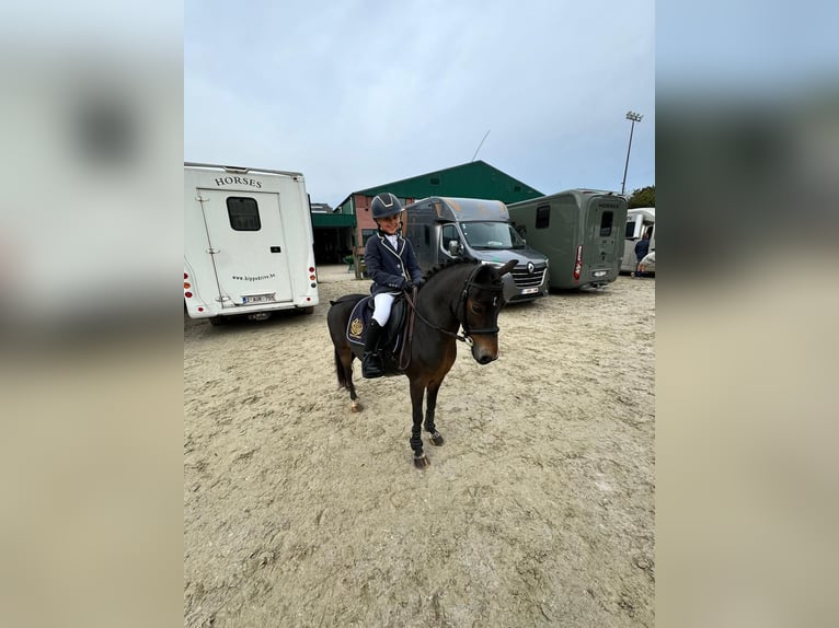 Belgische Rijpony Merrie 12 Jaar 116 cm  in GROTE-BROGEL