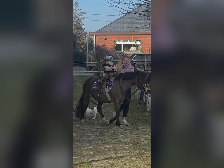 Belgische Rijpony Merrie 12 Jaar 116 cm  in GROTE-BROGEL