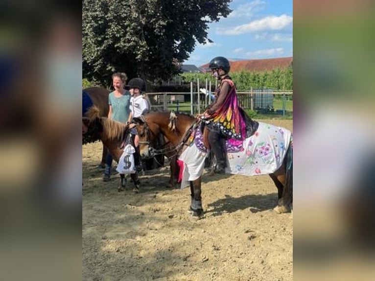 Belgische Rijpony Merrie 12 Jaar 116 cm  in GROTE-BROGEL