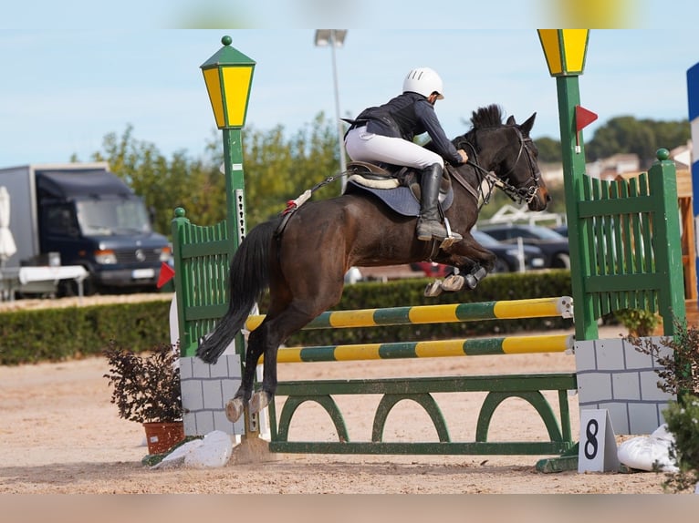 Belgische Rijpony Merrie 12 Jaar 130 cm Donkerbruin in Sant Fruitos De Bages