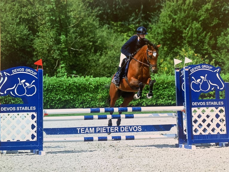 Belgische Rijpony Merrie 13 Jaar 148 cm Bruin in Hasselt