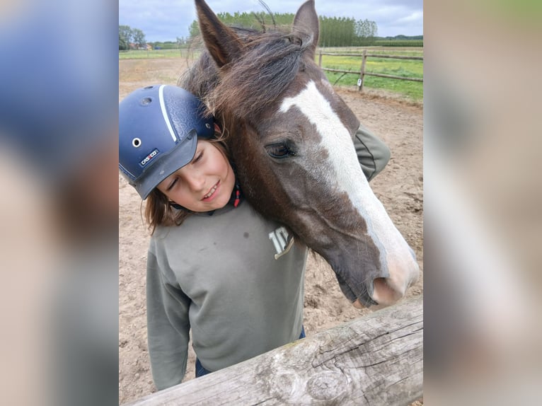 Belgische Rijpony Merrie 14 Jaar 126 cm Vos in Herk de stad
