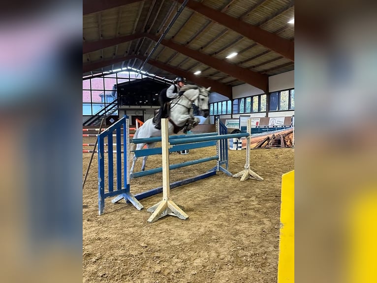 Belgische Rijpony Merrie 14 Jaar 147 cm Schimmel in Schwerte