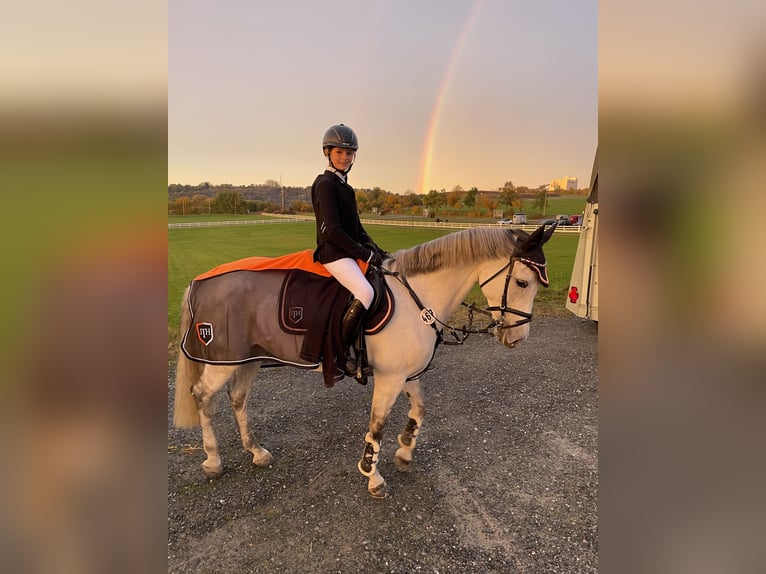 Belgische Rijpony Merrie 14 Jaar 147 cm Schimmel in Schwerte