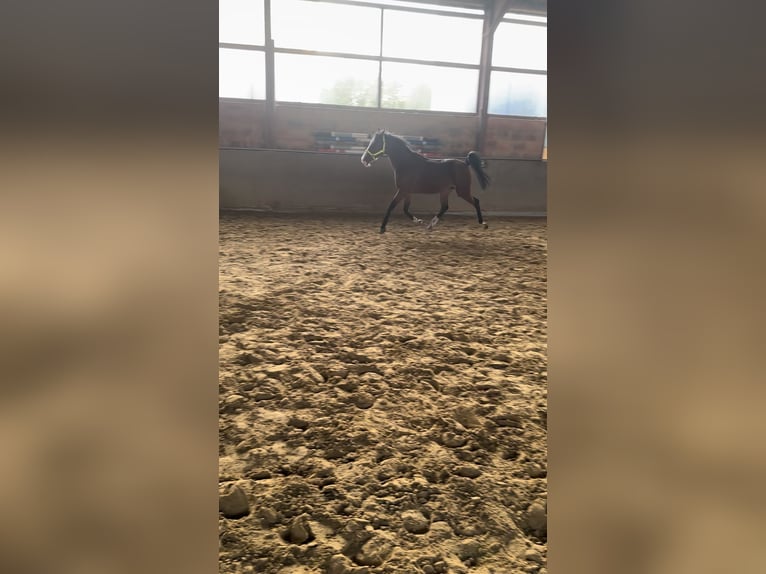 Belgische Rijpony Merrie 15 Jaar 146 cm Bruin in Paderborn