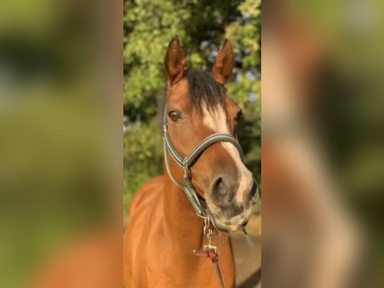 Belgische Rijpony Merrie 15 Jaar 148 cm Bruin in Norderstedt