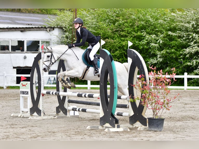 Belgische Rijpony Merrie 16 Jaar 145 cm Schimmel in Sijsele