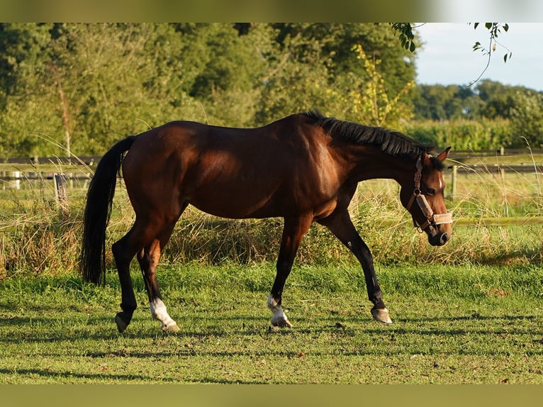 Belgische Rijpony Mix Merrie 16 Jaar 151 cm Vos in Hamminkeln