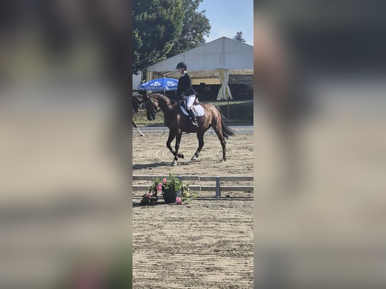 Belgische Rijpony Merrie 17 Jaar 145 cm Bruin in Isny im Allgäu