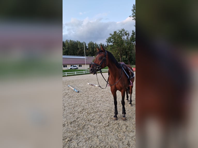 Belgische Rijpony Merrie 17 Jaar 145 cm Bruin in Isny im Allgäu