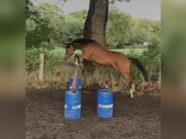 Belgische Rijpony Merrie 17 Jaar 148 cm Bruin in Norderstedt