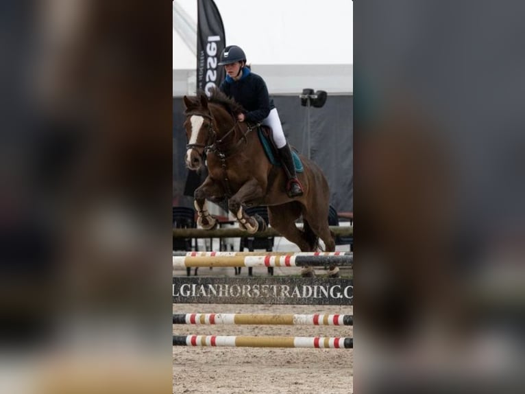 Belgische Rijpony Merrie 18 Jaar  in Diepenbeek