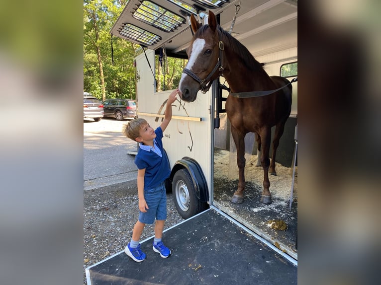 Belgische Rijpony Merrie 18 Jaar  in Diepenbeek