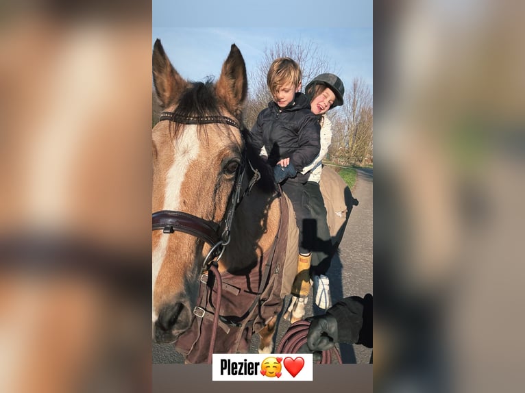 Belgische Rijpony Merrie 27 Jaar 145 cm Champagne in Ruisbroek