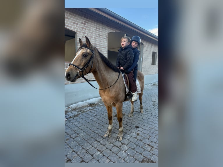 Belgische Rijpony Merrie 27 Jaar 145 cm Champagne in Ruisbroek