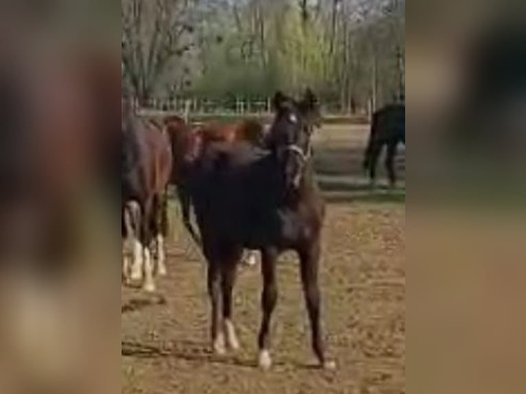 Belgische Rijpony Merrie 2 Jaar Zwartbruin in Hückelhoven