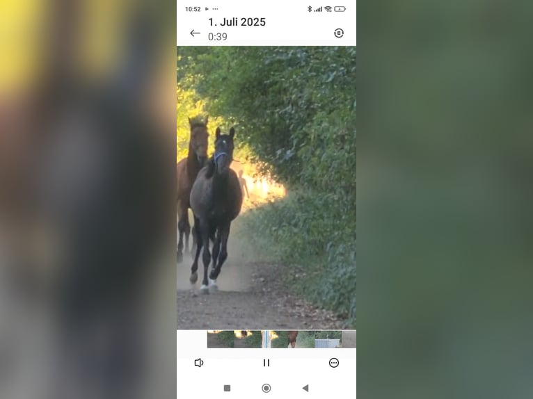 Belgische Rijpony Merrie 2 Jaar Zwartbruin in Hückelhoven