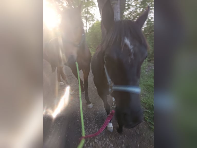 Belgische Rijpony Merrie 2 Jaar Zwartbruin in Hückelhoven