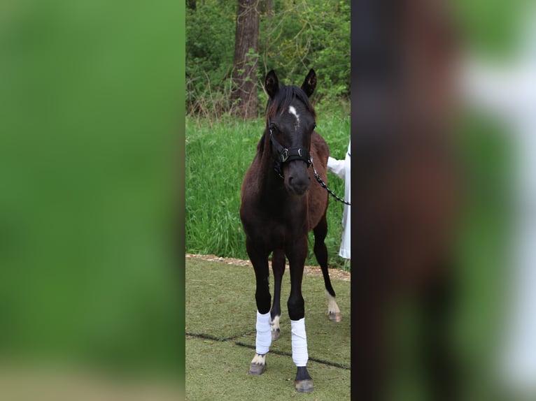 Belgische Rijpony Merrie 2 Jaar Zwartbruin in Hückelhoven