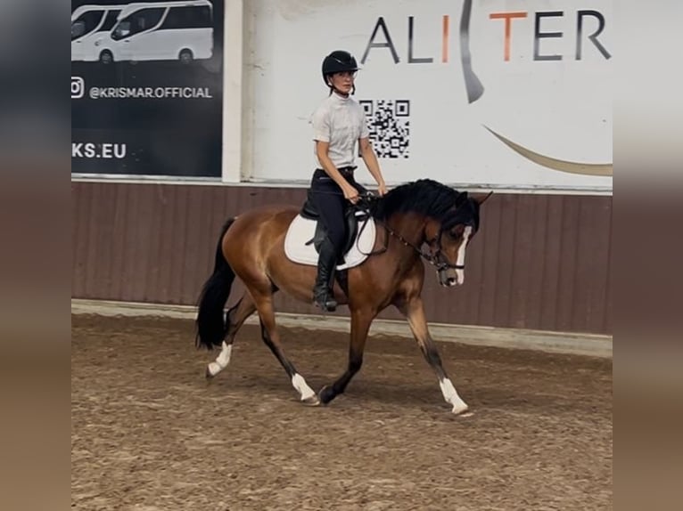 Belgische Rijpony Merrie 3 Jaar 136 cm Bruin in GROTE-BROGEL