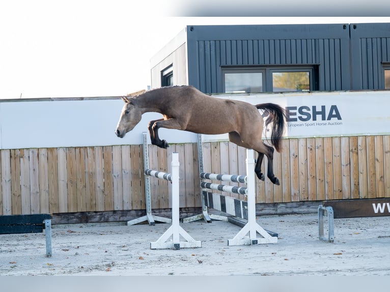 Belgische Rijpony Merrie 3 Jaar 145 cm Rood schimmel in Kaulille