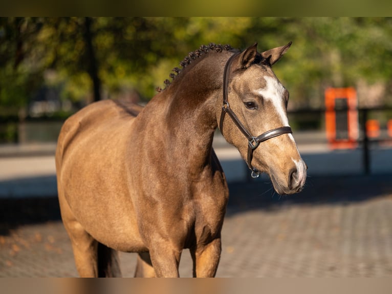 Belgische Rijpony Merrie 3 Jaar 145 cm Rood schimmel in Kaulille