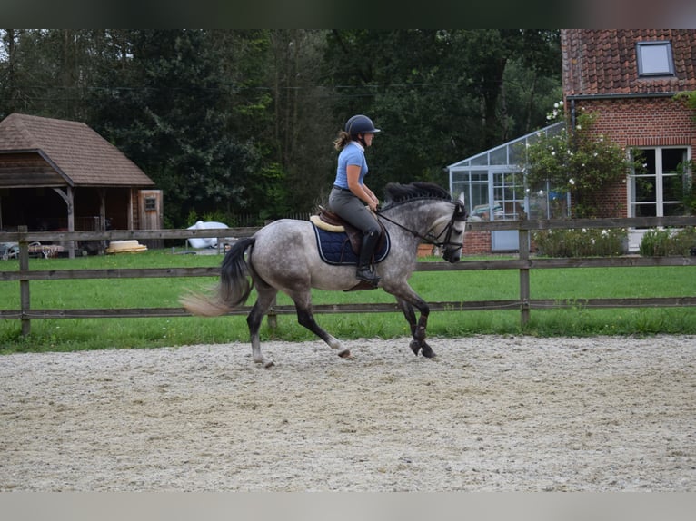 Belgische Rijpony Merrie 4 Jaar 141 cm Schimmel in Baal