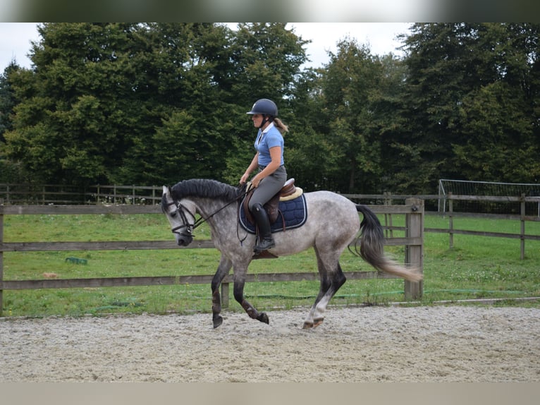 Belgische Rijpony Merrie 4 Jaar 141 cm Schimmel in Baal