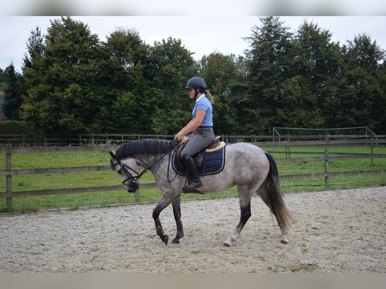 Belgische Rijpony Merrie 4 Jaar 141 cm Schimmel in Baal