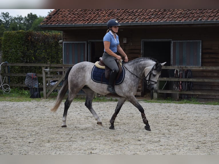 Belgische Rijpony Merrie 4 Jaar 141 cm Schimmel in Baal