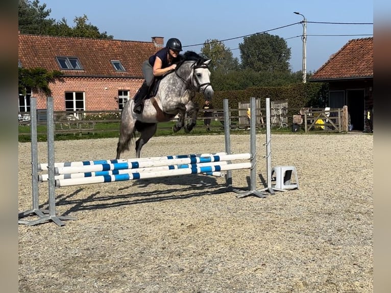 Belgische Rijpony Merrie 4 Jaar 141 cm Schimmel in Baal