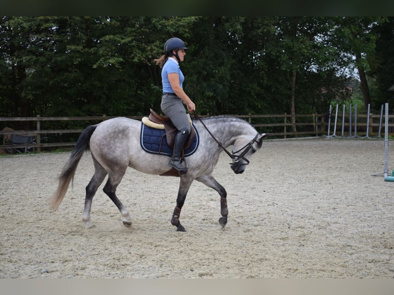 Belgische Rijpony Merrie 4 Jaar 141 cm Schimmel in Baal