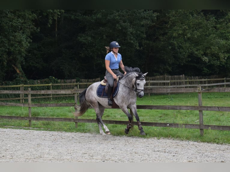 Belgische Rijpony Merrie 4 Jaar 141 cm Schimmel in Baal