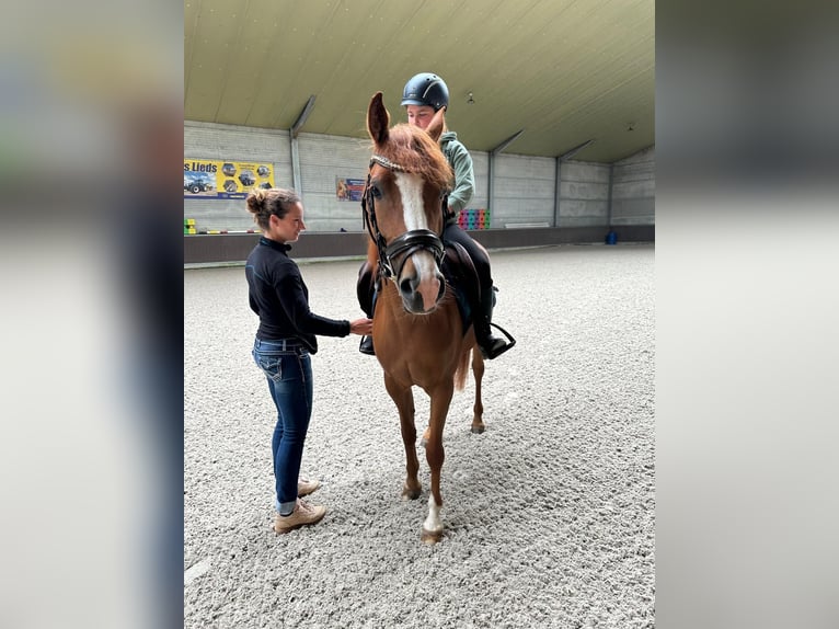 Belgische Rijpony Mix Merrie 4 Jaar 145 cm Vos in Saarbrücken