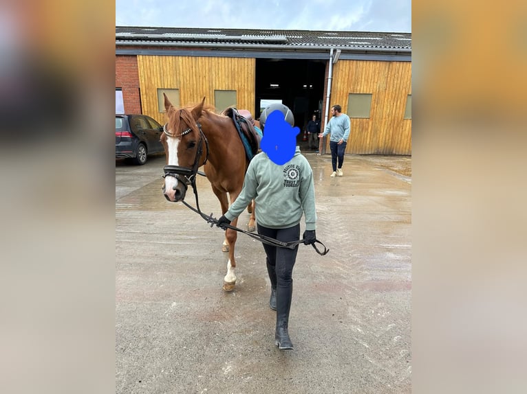 Belgische Rijpony Mix Merrie 4 Jaar 145 cm Vos in Saarbrücken