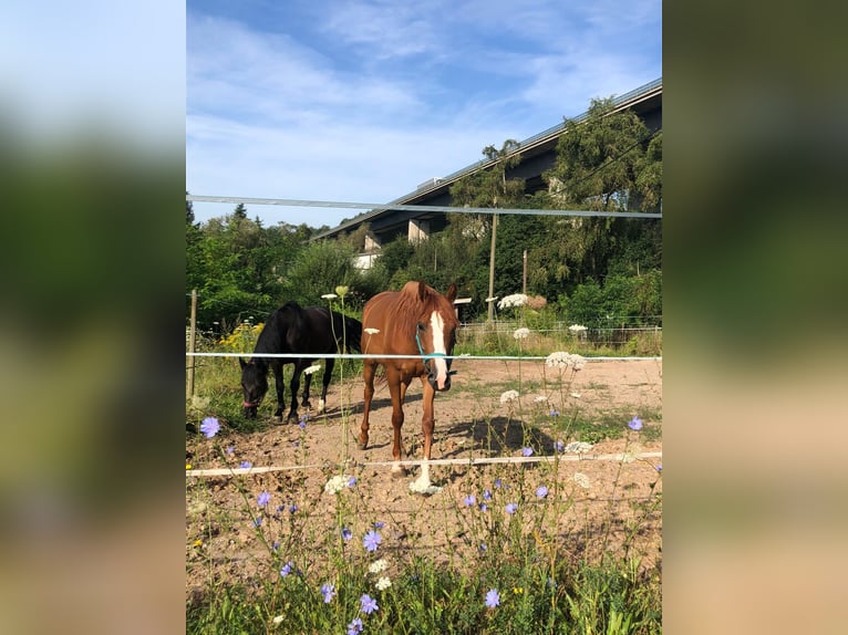 Belgische Rijpony Mix Merrie 4 Jaar 145 cm Vos in Saarbrücken