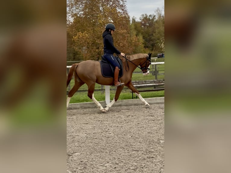 Belgische Rijpony Merrie 4 Jaar 145 cm Vos in Illkirch-Graffenstaden