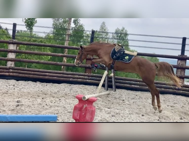 Belgische Rijpony Merrie 5 Jaar 140 cm Lichtbruin in Trooz