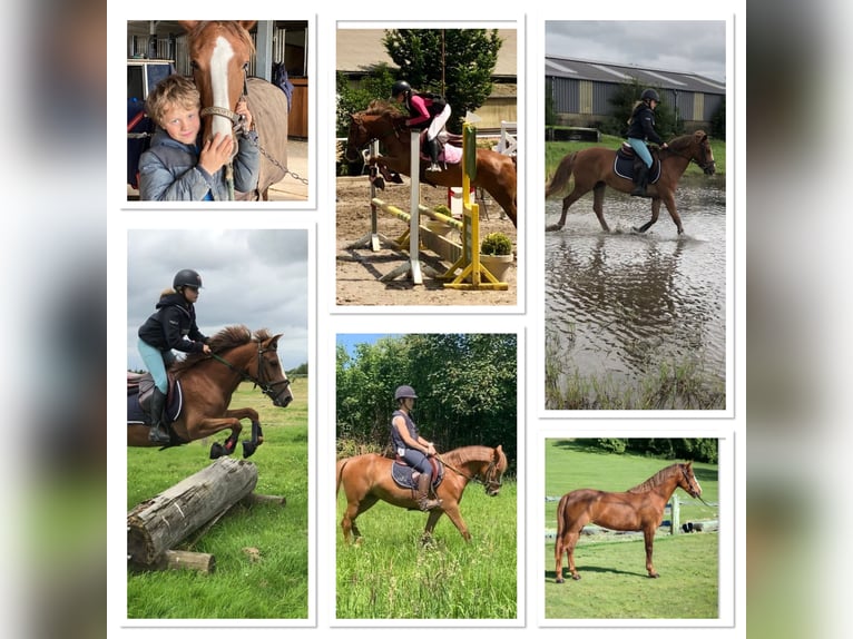 Belgische Rijpony Merrie 5 Jaar 140 cm Lichtbruin in Trooz