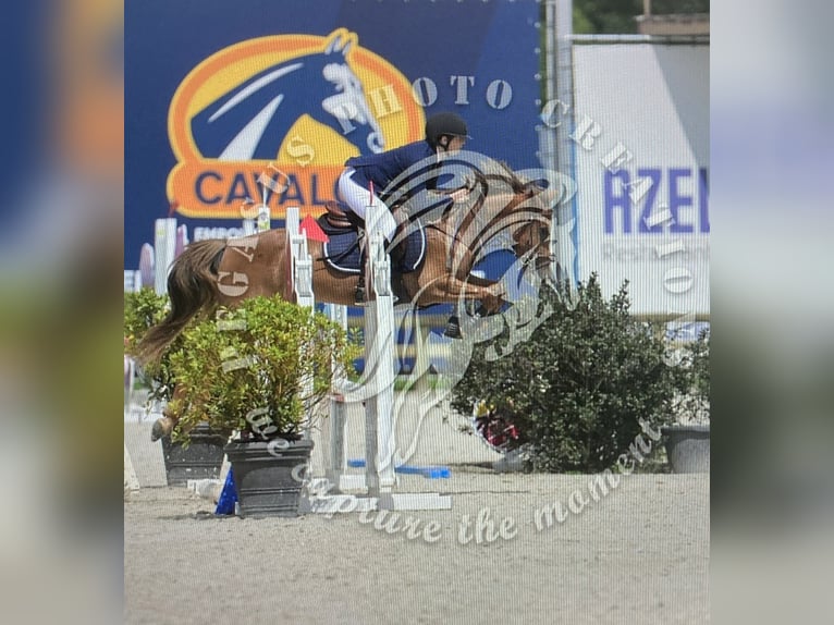 Belgische Rijpony Merrie 5 Jaar 140 cm Lichtbruin in Trooz