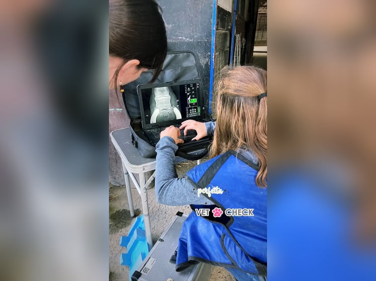 Belgische Rijpony Merrie 5 Jaar 140 cm Lichtbruin in Trooz