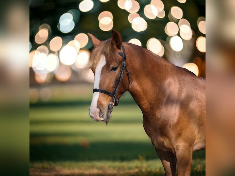 Belgische Rijpony Merrie 5 Jaar 140 cm Lichtbruin in Trooz