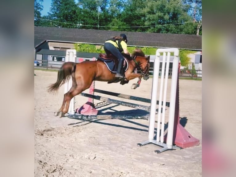 Belgische Rijpony Merrie 5 Jaar 140 cm Lichtbruin in Trooz